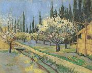 Vincent Van Gogh Orchard in Blossom,Bordered by Cypresses (nn04) oil painting reproduction